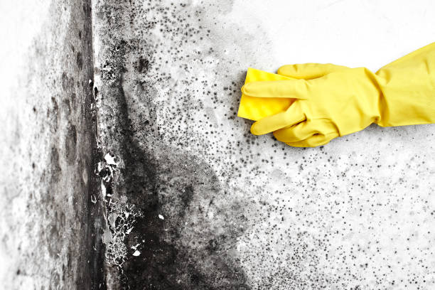 Best Professional Mold Removal  in Gothenburg, NE