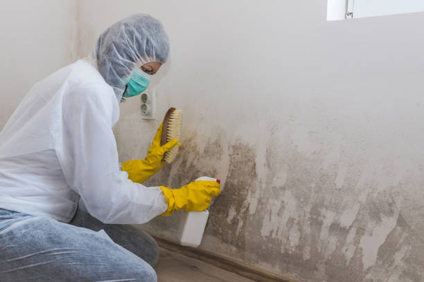 Certified Mold Removal in Gothenburg, NE