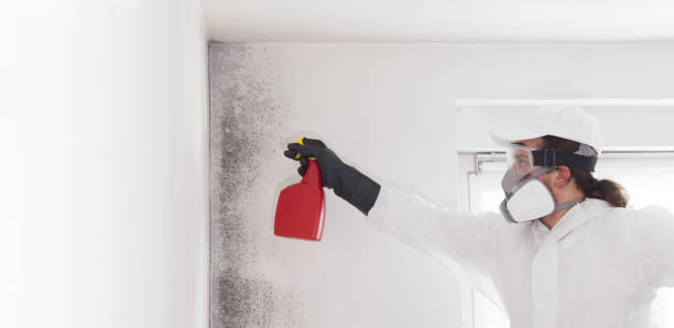 Mold Removal and Inspection in Gothenburg, NE