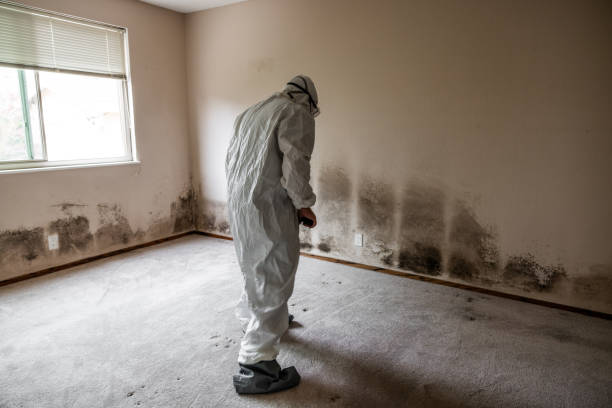 Reliable Gothenburg, NE Mold Removal Solutions