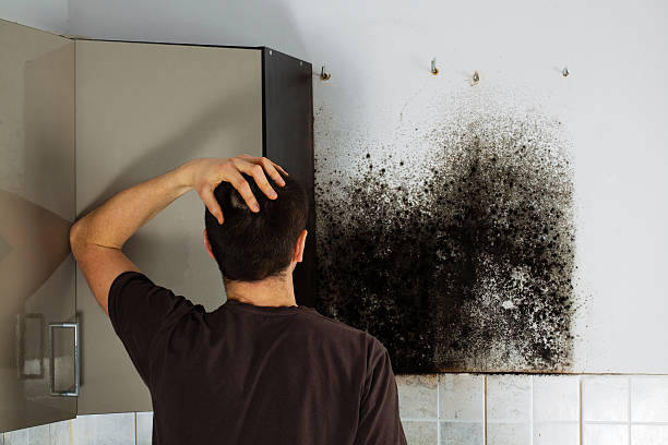  Gothenburg, NE Mold Removal Pros